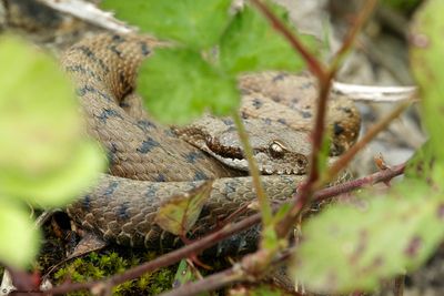 Vipre aspic, Vipera aspis aspis