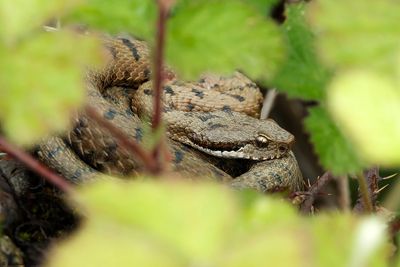 Vipre aspic, Vipera aspis aspis