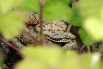 Vipre aspic, Vipera aspis aspis