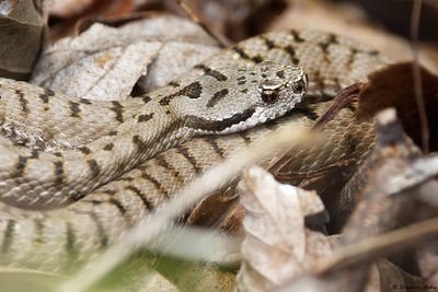 Vipre aspic, Vipera aspis aspis