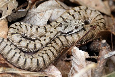 Vipre aspic, Vipera aspis aspis