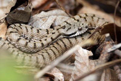 Vipre aspic, Vipera aspis aspis
