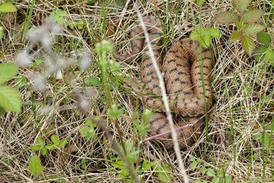 Vipre aspic, Vipera aspis aspis