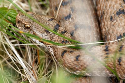 Vipre aspic, Vipera aspis aspis