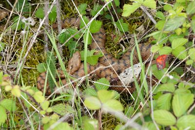 Vipre aspic, Vipera aspis aspis