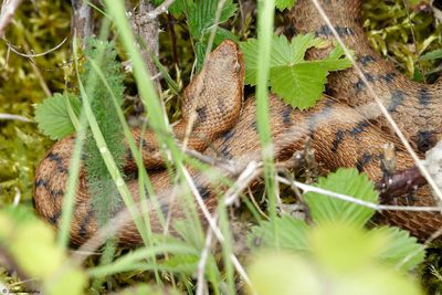 Vipre aspic, Vipera aspis aspis