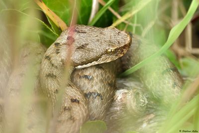 Vipre aspic, Vipera aspis aspis