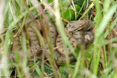 Vipre aspic, Vipera aspis aspis