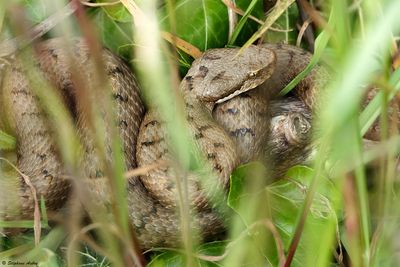 Vipre aspic, Vipera aspis aspis