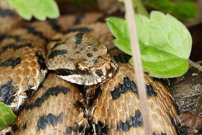 Vipre aspic, Vipera aspis aspis