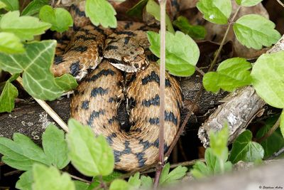 Vipre aspic, Vipera aspis aspis