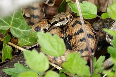 Vipre aspic, Vipera aspis aspis