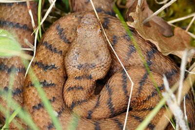 Vipre aspic, Vipera aspis aspis