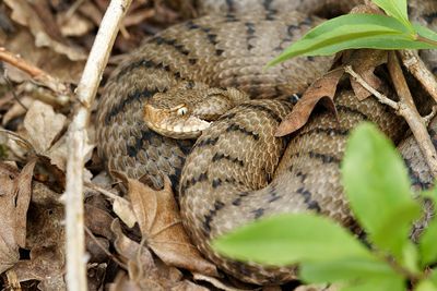 Vipre aspic, Vipera aspis aspis