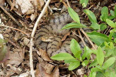Vipre aspic, Vipera aspis aspis