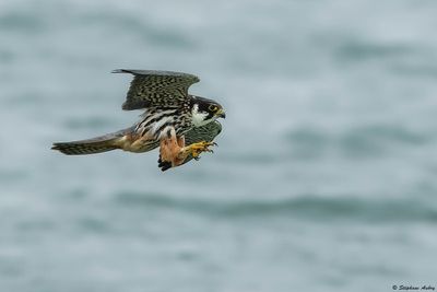 Faucon hobereau, Falco subbuteo