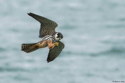 Faucon hobereau, Falco subbuteo