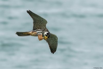 Faucon hobereau, Falco subbuteo
