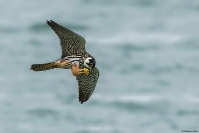 Faucon hobereau, Falco subbuteo