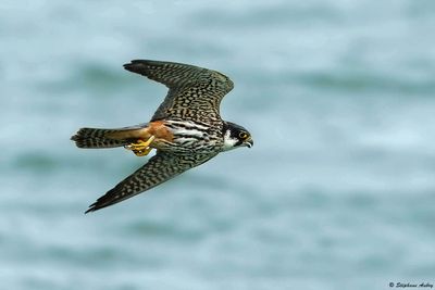 Faucon hobereau, Falco subbuteo