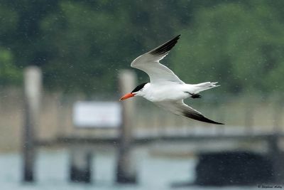 Sterne caspienne, Hydroprogne caspia