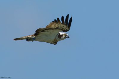 Osprey / Balbuzard pcheur, Pandion haliaetus, F12, Hagneck, BE, 2024