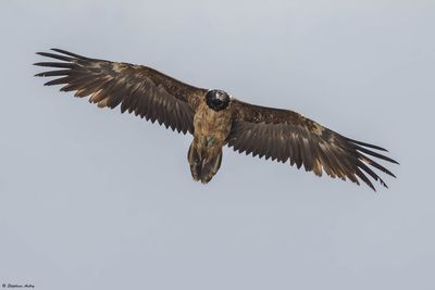 Gypačte barbu, Gypaetus barbatus