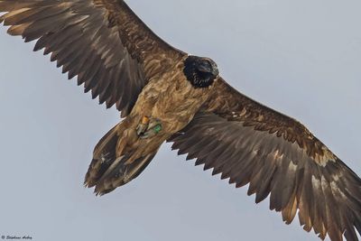 Bearded Vulture / Gypate barbu, Gypaetus barbatus, Valais, CH, 2024