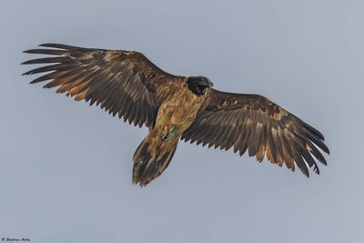 Gypate barbu, Gypaetus barbatus