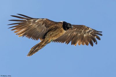 Gypačte barbu, Gypaetus barbatus
