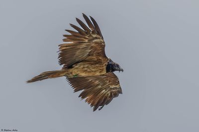 Bearded Vulture / Gypate barbu, Gypaetus barbatus, Valais, CH, 2024