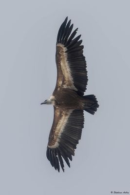 Griffon Vulture / Vautour fauve, Gyps fulvus, Suisse / 2024