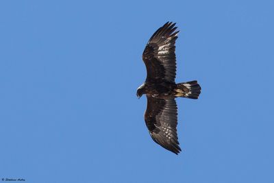 Aigle royal, Aquila chrysaetos