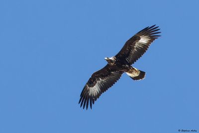 Aigle royal, Aquila chrysaetos