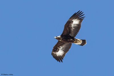 Aigle royal, Aquila chrysaetos