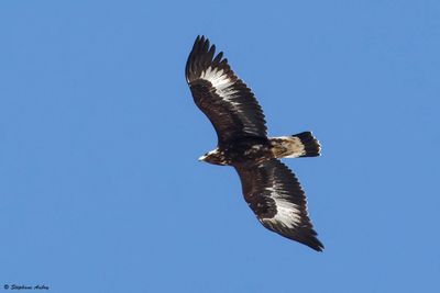 Aigle royal, Aquila chrysaetos