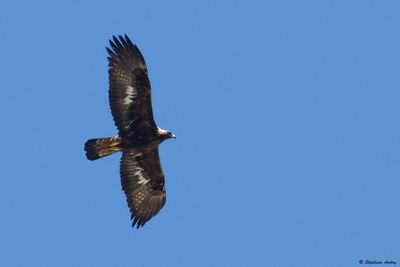 Aigle royal, Aquila chrysaetos