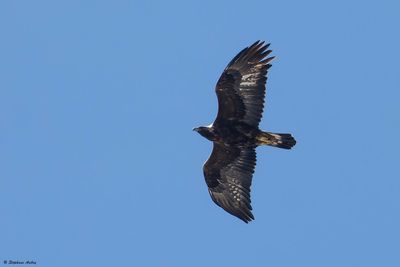 Aigle royal, Aquila chrysaetos