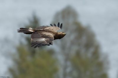 Aigle pomarin, Clanga pomarina