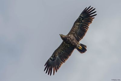Aigle pomarin, Clanga pomarina