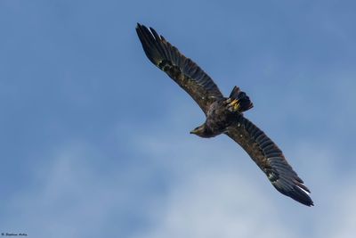 Aigle pomarin, Clanga pomarina