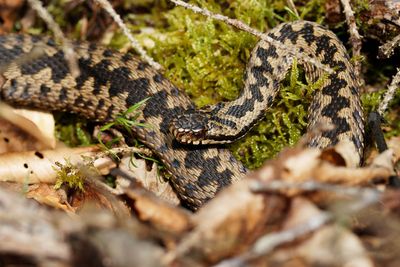 Vipre pliade, Vipera berus berus