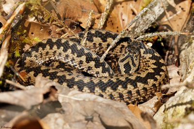 Vipre pliade, Vipera berus berus