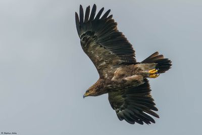 Aigle pomarin, Clanga pomarina
