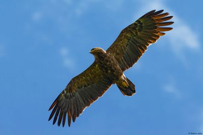 Aigle pomarin, Clanga pomarina