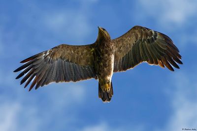 Aigle pomarin, Clanga pomarina