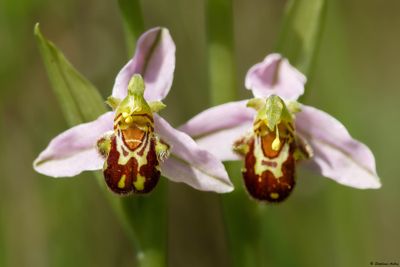 Ophrys apifera
