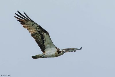 Balbuzard pêcheur, Pandion haliaetus