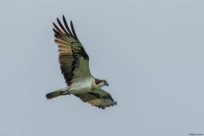 Osprey / Balbuzard pêcheur, Pandion haliaetus, F12, Hagneck, BE, 2024