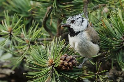 Msange huppe, Lophophanes cristatus